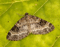 70.199 BF1882 Small Seraphim Pterapherapteryx sexalata