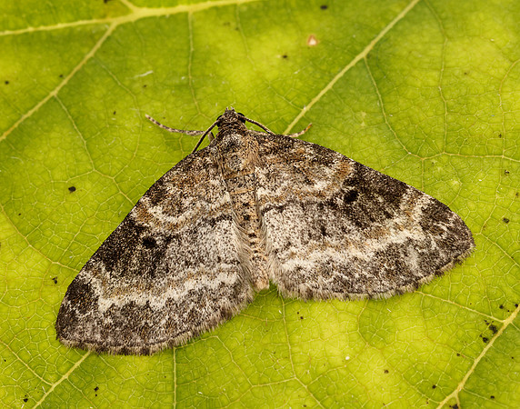70.199 BF1882 Small Seraphim Pterapherapteryx sexalata