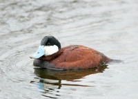 Ruddy Duck Oxyura jamaicensi