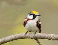 Chestnut-sided Warbler Setophaga pensylvanica