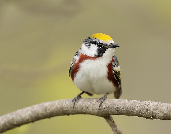 Chestnut-sided Warbler Setophaga pensylvanica