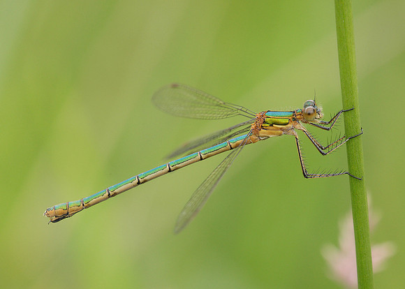 Emerald Damselfly Lestes sponsa