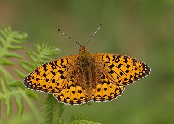 Dark Green fritillary Argynnis aglaja