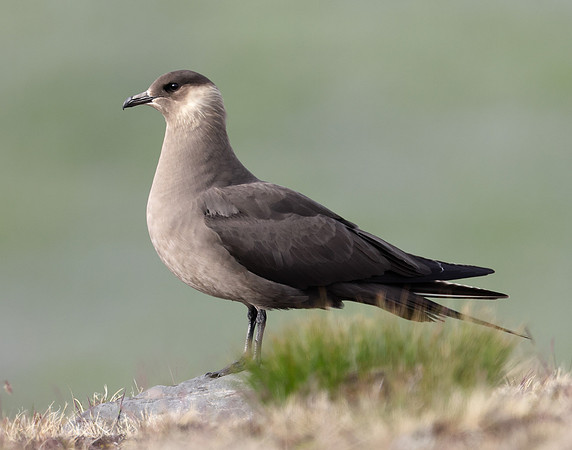 Arctic Skua Stercorarius parasiticus