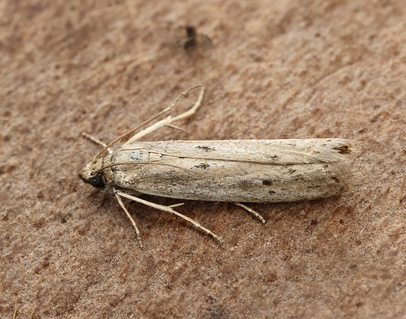 62.059 BF1484 Phycitodes saxicola