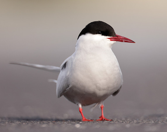 Arctic Tern Sterna paradisaea