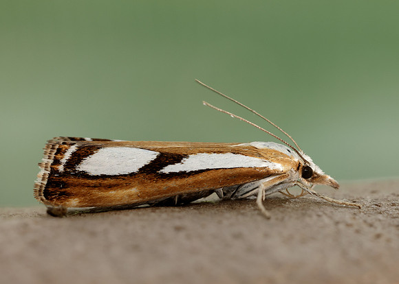 63.096 BF1310 Catoptria permutatellus