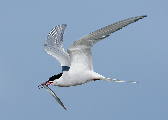Arctic Tern Sterna paradisaea