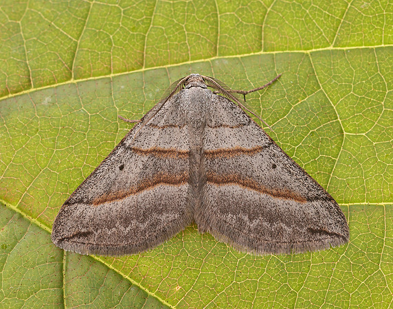 70.041 BF1734 July Belle Scotopteryx luridata