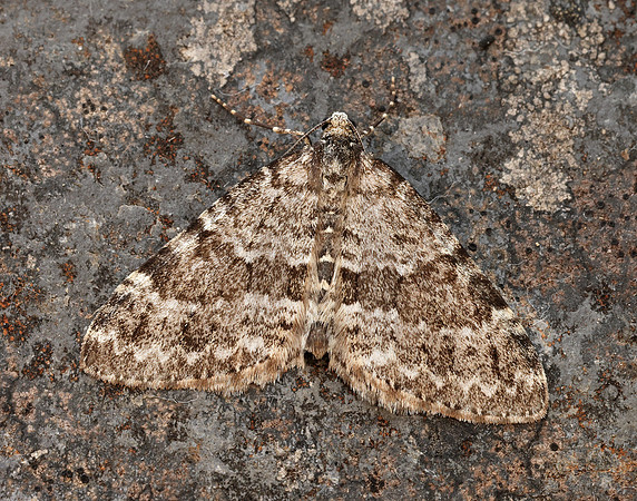 70.072 BF1744 Grey Mountain Carpet Entephria caesiata