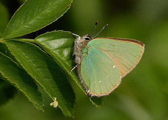 Green Hairstreak Callophrys rubi
