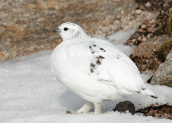 Ptarmigan Lagopus mutus