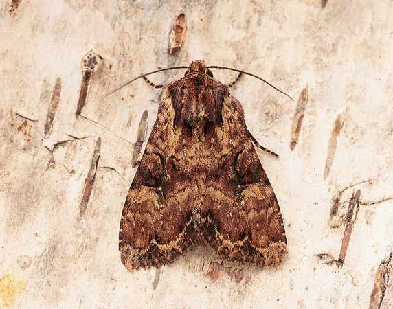 73.155 BF2327 Clouded Brindle Apamea epomidion