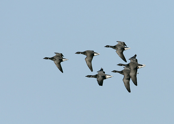 Brent Goose Branta bernicla