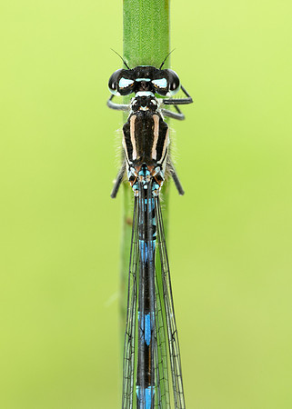 Variable Damselfly Coenagrion pulchellum