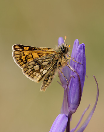 Chequered Skipper Carterocephalus palaemon