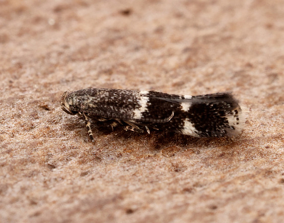 38.047 BF631 Elachista freyerella