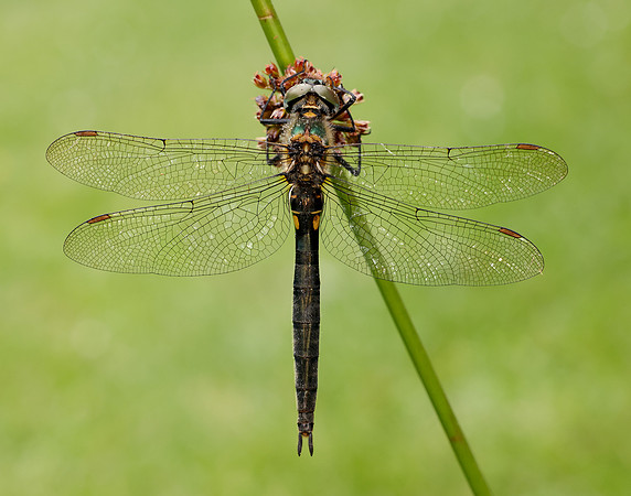 Northern Emerald Somatochlora arctica