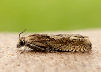 49.266 BF1200 Eucosma hohenwartiana