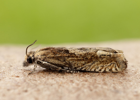 49.266 BF1200 Eucosma hohenwartiana