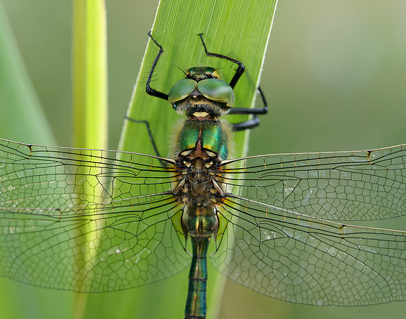 Brilliant Emerald Somatochlora metallica