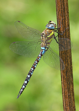 Migrant Hawker Aeshna mixta