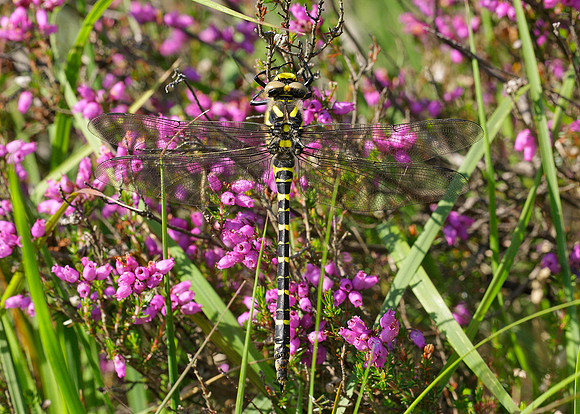 Golden-ringed Dragonfly Cordulegaster boltonii