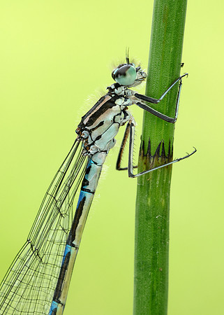 Variable Damselfly Coenagrion pulchellum