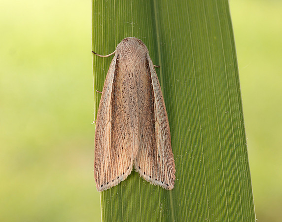 73.305 BF2209 Flame Wainscot Senta flammea