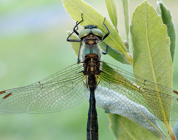 Northern Emerald Somatochlora arctica
