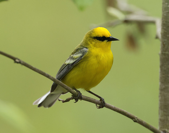 Blue-winged Warbler Vermivora cyanoptera