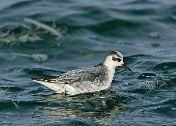 Grey Phalarope Phalaropus fulicarius