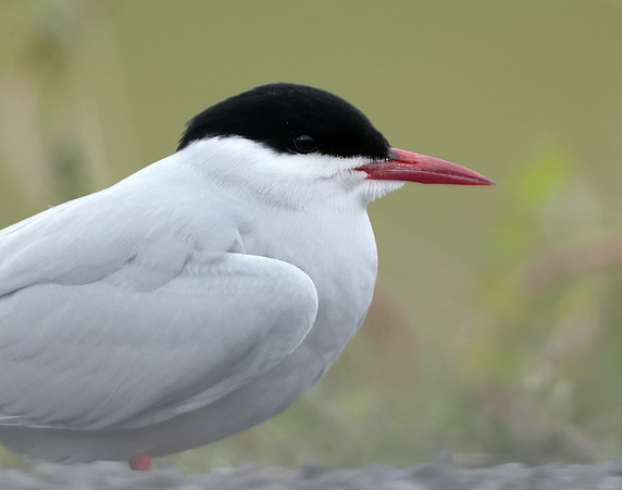 Arctic Tern Sterna paradisaea