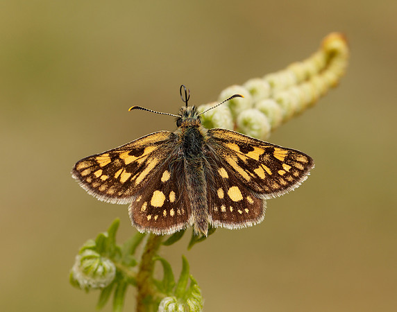 Chequered Skipper Carterocephalus palaemon