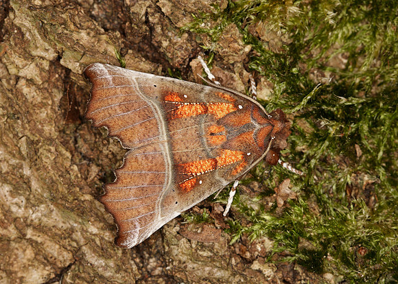 72.001 BF2469 Herald Scoliopteryx libatrix
