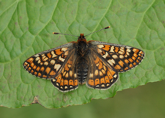 Marsh Fritillary Euphydryas aurinia
