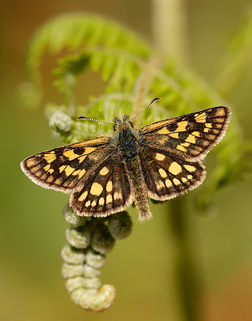 Chequered Skipper Carterocephalus palaemon