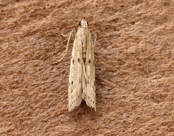 62.059 BF1484 Phycitodes saxicola