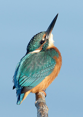 Kingfisher Alcedo atthis
