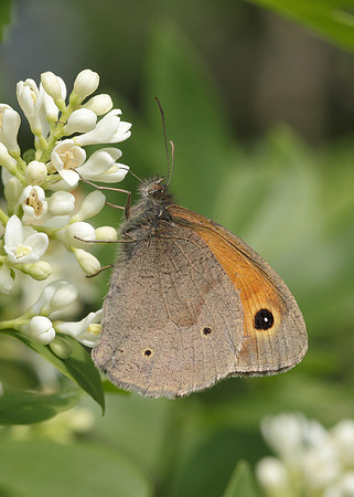 Meadow Brown Maniola jurtina
