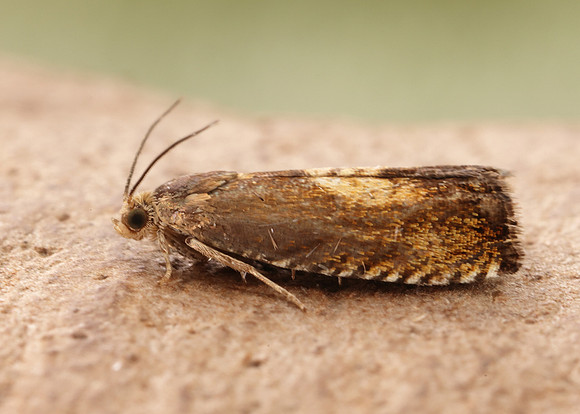 49.376 BF1233 Pammene aurita