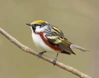 Chestnut-sided Warbler Setophaga pensylvanica