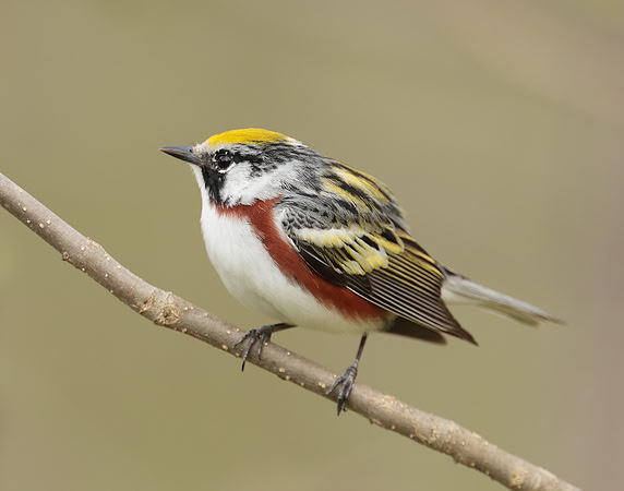 Chestnut-sided Warbler Setophaga pensylvanica