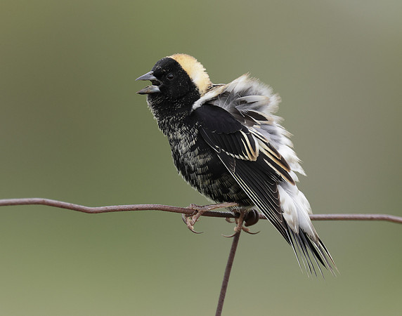 Bobolink Dolichonyx oryzivorus