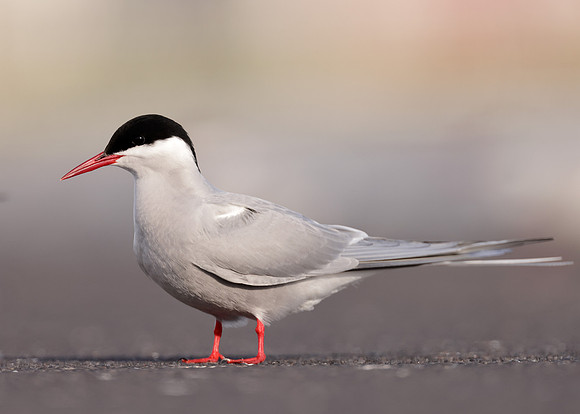 Arctic Tern Sterna paradisaea