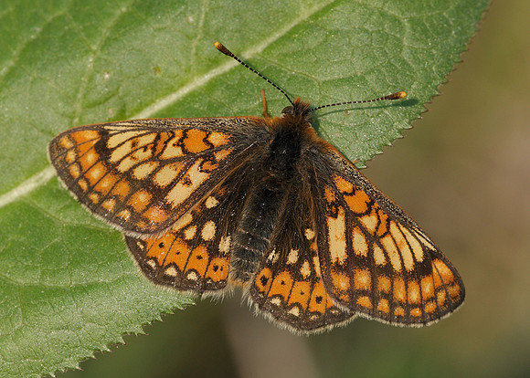 Marsh Fritillary Euphydryas aurinia