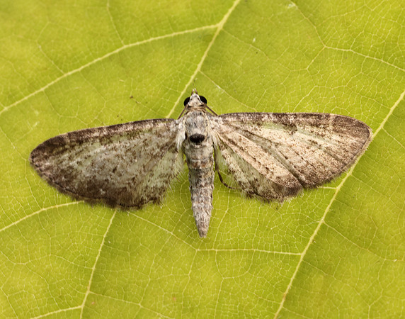 70.189 BF1840 Shaded Pug Eupithecia subumbrata