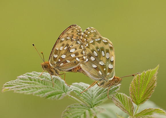 Dark Green fritillary Argynnis aglaja