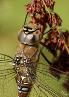 Migrant Hawker Aeshna mixta