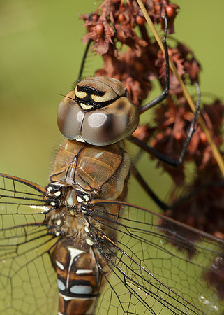 Migrant Hawker Aeshna mixta